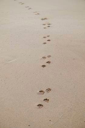 Creative Highlights World Otter tracks in the sand at Cliff Beach, Harris, Scotland, SMAF03068