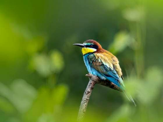 A colorful bee eater bird perched on a branch, Ihringen Baden-Württemberg Deutschland BSTF00255