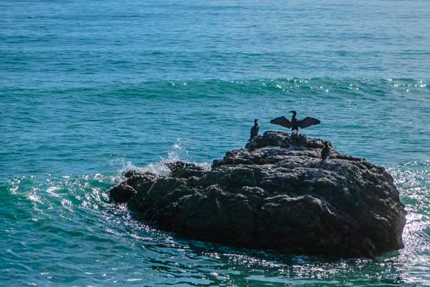 Creative Highlights World Spanien Andalusien Almeria Vera Mittelmeer Wasser Steine Insel Voegel 03.2025 - Vera ist eine spanische Gemeinde im Verwaltungsgebiet Levante Almeriense der Provinz Almeria in der Autonomen Gemeinschaft Andalusien Andalusien Spanien *** Spain Andalusia Almeria Vera Mediterranean Sea Water Stones Island Birds 03 2025 Vera is a Spanish municipality located in the Levante Almeriense administrative region of the province of Almeria in the autonomous community of Andalusia Andalusia Spain
