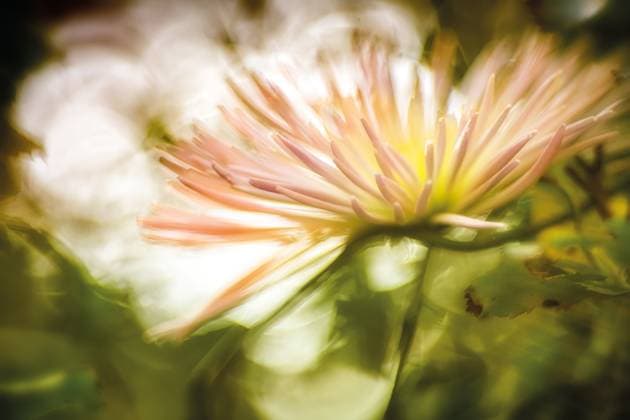 Lachsfarbene Aster im Gegenlicht Einzelne lachsfarbene Asternblüte mit gelbem Zentrum. Hintergrund mit harmonischen Grüntönen. Gegenlichtfotografie. Single salmon-colored aster flower with yellow center. Background with harmonious green tones. Backlit photography. Copyright: xZoonar.com NiccxKochx 23002547