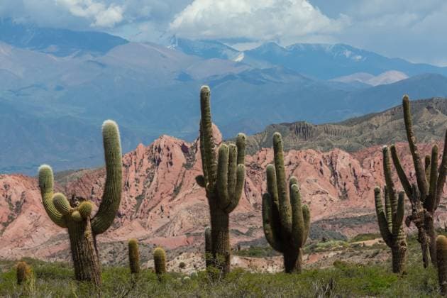 Kalendermotive: Kakteen Cactus in Argentina Beautiful natural landscapes in Northern Argentina. Gravel road among cactus. Copyright: xZoonar.com GalynaxAndrushkox 23037201