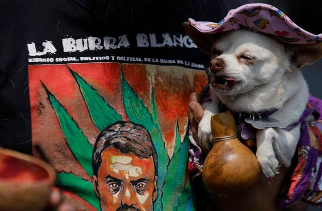 Pulquerias Protest Closure Of Pulquerias In Mexico City A protester carries a dog outside the La Paloma Azul pulqueria in Mexico City, Mexico, on March 25, 2025, after authorities order the closure of the establishment, in addition to the closure of other pulquerias in the capital. Those affected claim that the measure applies indiscriminately, affecting businesses that, in many cases, operate legally and have years of tradition in the city. Pulque is an alcoholic beverage of pre-Hispanic origin obtained from the leaves of the maguey plant and made from the fermentation of mucilage, popularly known as aguamiel. Mexico City Mexico City Mexico  Copyright: xGerardoxVieyrax originalFilename: vieyra-notitle250325_npqfX.jpg