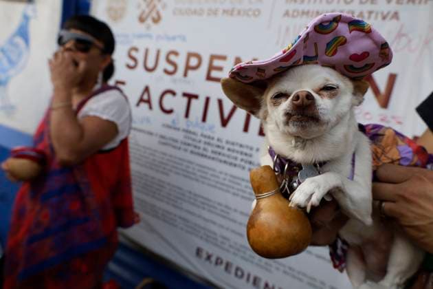 Pulquerias Protest Closure Of Pulquerias In Mexico City A protester carries a dog outside the La Paloma Azul pulqueria in Mexico City, Mexico, after authorities order the closure of the establishment, in addition to the closure of other pulquerias in the capital. Those affected claim that the measure is applied indiscriminately, affecting businesses that, in many cases, operate legally and have years of tradition in the city. Pulque is an alcoholic beverage of pre-Hispanic origin obtained from the leaves of the maguey plant and made from the fermentation of mucilage, popularly known as aguamiel, on March 25, 2025. Mexico City Mexico City Mexico  Copyright: xGerardoxVieyrax originalFilename: vieyra-notitle250325_npLoC.jpg