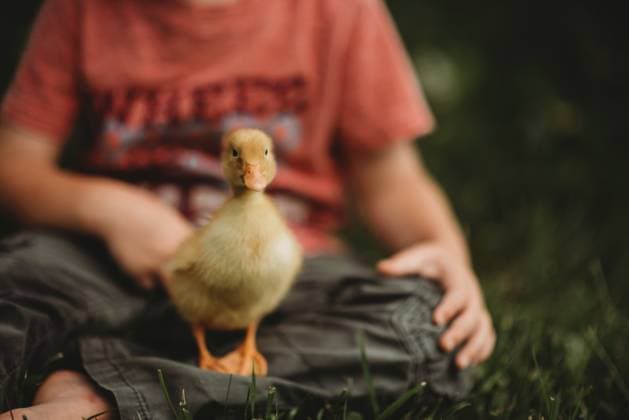 IMAGO Creative, Sommer, Sommertage im Garten Creative Highlights Symbolfotos little boy holding a duckling Beckley, West Virginia, United States CR_ZVBJ250319-1686178-01 ,model released, Symbolfoto