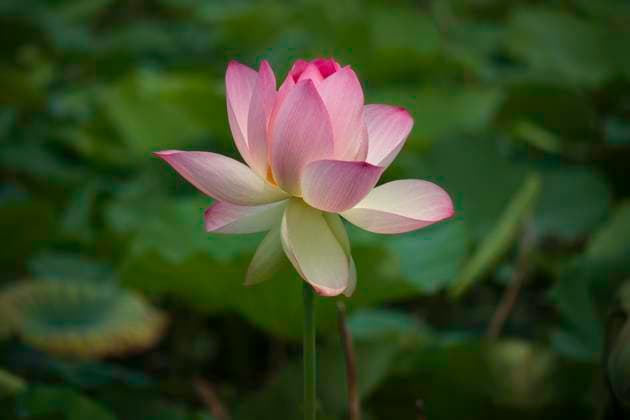 Pink Sacred Lotus Flower Blooming Washington, District of Columbia, United States R_JWDY250317-1681995-01