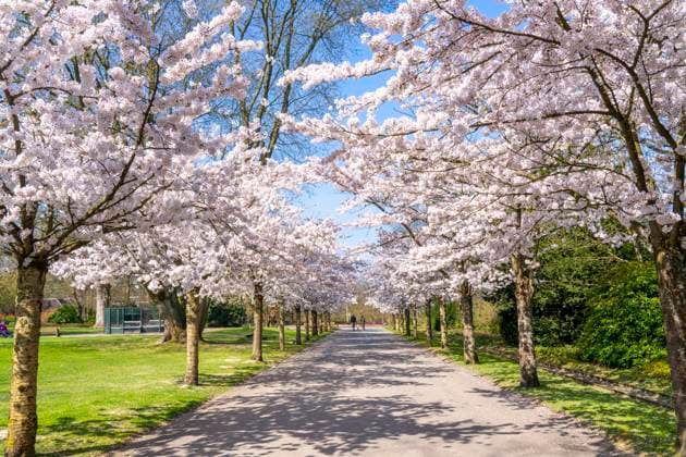 Kirschallee, Zierkirschen Blüte im Grugapark in Essen, japanische Maienkirschen, Prunus x yedoensis, Besucher Highlight im Frühjahr, viele Menschen kommen um Fotos und Selfies auf der Allee zu machen Blütezeit, je nach Witterung Mitte März, Essen, NRW, Deutschland NRW, Deutschland, Kirschblüte *** Cherry avenue, ornamental cherry blossom in Grugapark in Essen, Japanese May cherries, Prunus x yedoensis, visitor highlight in spring, many people come to take photos and selfies on the avenue Blossom time, depending on the weather mid-March, Essen, NRW, Germany NRW, Germany, cherry blossom