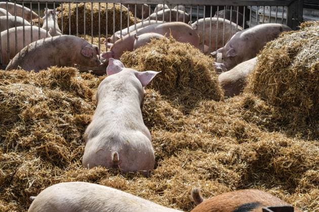Artgerechte Schweinehaltung auf einem Mastbetrieb in Buggingen im Rheintal. Die dort gehaltenen Schweine , eine Kreuzung aus Duroc und deutschem Landschwein wachsen auf in einem Stall mit Frei-Auslauf und viel Einstreu. Die Schweine sind keine Turboschweine,sie sind sauber und nicht verkotet wie haeufig in Massentierhaltungen. Gefuettert werden die Tiere mit hofeigenem Getreide und Mais und einer speziellen Kraeutermischung. *** Species-appropriate pig farming on a fattening farm in Buggingen in the Rhine Valley The pigs kept there, a cross between Duroc and German Landschwein, grow up in a barn with free range and plenty of bedding The pigs are not turbo pigs, they are clean and not overcooked as is often the case in factory farms T
