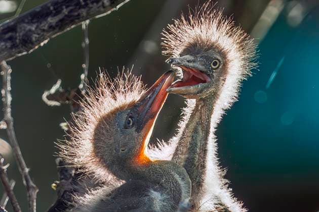 Creative Highlights World March 27, 2025, Delray Beach, Florida, USA: Tricolored Heron chicks in their nest at Wakodahatchee Wetlands in Delray Beach, Florida on March 27, 2025. Delray Beach USA - ZUMAt161 20250327_znp_t161_003 Copyright: xRonenxTivonyx