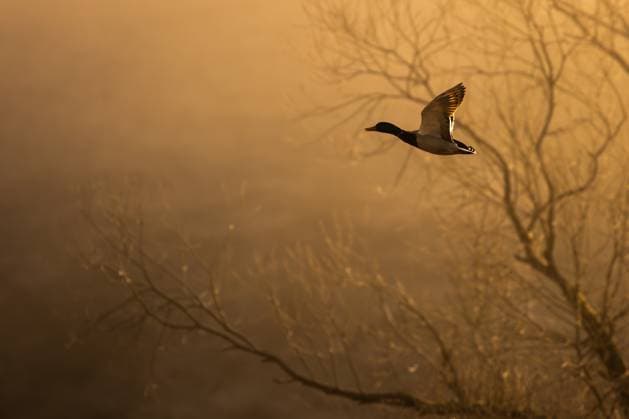 Creative Highlights World Eine Stockente fliegt im Morgenlicht über den Linsenbergweiher im Rottweiler Teilort Göllsdorf. Rottweil Baden-Württemberg Deutschland *** A mallard flies in the morning light over the Linsenberg pond in the Rottweil suburb of Göllsdorf Rottweil Baden Württemberg Germany