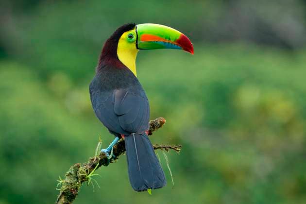 Keel-billed toucan (Ramphastos sulfuratus), sitting on a branch, Costa Rica Copyright: G&MxTherin-Weise 1131-2297
