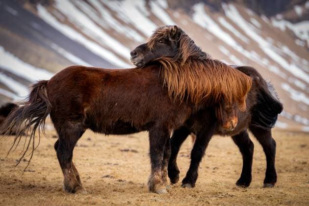 Icelandic horses, Snaefellsness Peninsula, Iceland Copyright: KarenxDeakin 1216-817