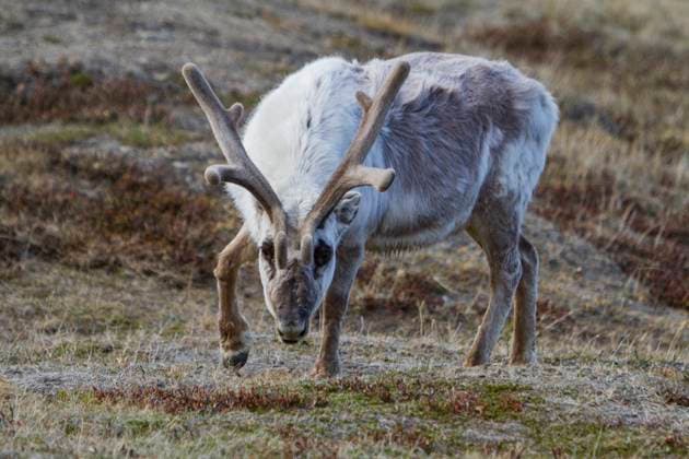 Adult Svalbard reindeer (Rangifer tarandus platyrhynchus) grazing within the town limits of Longyearbyen, Svalbard, Norway Copyright: MichaelxNolan 1112-11826