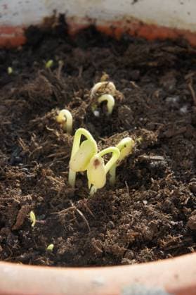 Phaseolus, Bohne, bean, Keimling, seedling Phaseolus, Bohne, bean, Keimling, seedling Copyright: xZoonar.com PeterxHimmelhuberx 23072286
