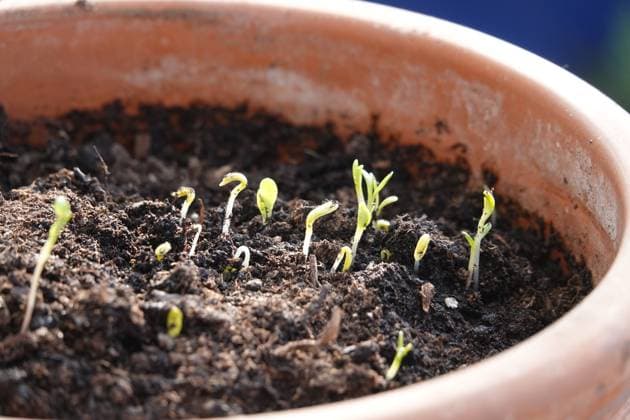 Calendula officinalis, Ringelblume, pot marigold, Keimlinge, seedling Calendula officinalis, Ringelblume, pot marigold, Keimlinge, seedling Copyright: xZoonar.com PeterxHimmelhuberx 23072301