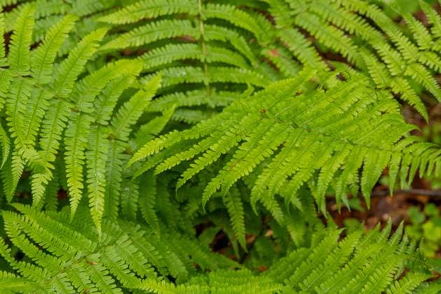 Frische, grüne Farnzweige des Straußenfarns (Matteuccia struthiopteris), auch Trichterfarn genannt Nahaufnahme von frischen, grünen Farnzweigen des Straußenfarns (Matteuccia struthiopteris), auch Trichterfarn genannt Copyright: xZoonar.com SandraAlkadox 23091288