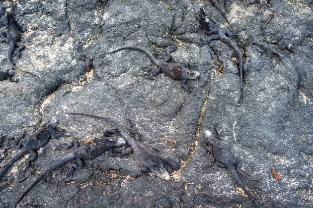 Creative Highlights World Meeresleguane beim Ausruhen auf Lavafelsen auf den Galapagos-Inseln Meeresleguane beim Ausruhen auf Lavafelsen auf den Galapagos-Inseln Copyright: xZoonar.com LaurentxDavoustx 23116683