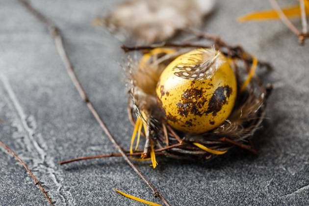 Quail Ostereier mit Federn im Nest auf braunen Tisch mit Kopierraum. Colored yellow Easter quail egg in small nests. Quail egg for catholic and orthodox easter holiday. Shallow depth of field. Copyright: xZoonar.com BurakovaxIrinax 23129222