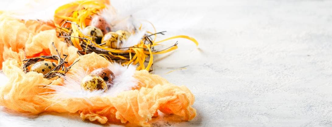 Ostereier im Vogel Nest. Quail Ostereier mit Federn im Nest auf weißem Tisch mit Kopierraum. Colored yellow and brown Easter quail eggs with feathers in small nests. Shallow depth of field. Space for text. Long wide banner Copyright: xZoonar.com BurakovaxIrinax 23129226