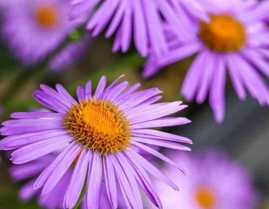 Alpen-Aster. Schöne lila Blüten mit einem orangefarbenen Zentrum und Wassertropfen nach dem Regen im Garten Alpen-Aster. Schöne lila Blüten mit einem orangefarbenen Zentrum und Wassertropfen nach dem Regen im Garten Copyright: xZoonar.com VolhaxHalkouskayax 23119481