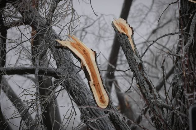 March 30, 2025, Innisfil, Ont, CANADA: Snapped branches in Innisfil Beach Park following a prolonged multi-day complicated weather system that hit Ontario with ice, freezing rain and snow - causing many tree branches and hydro wires to fall - leaving more than 250,000 without power through the region. Innisfil CANADA - ZUMAs109 20250330_zaf_s109_020 Copyright: xChristopherxDrostx