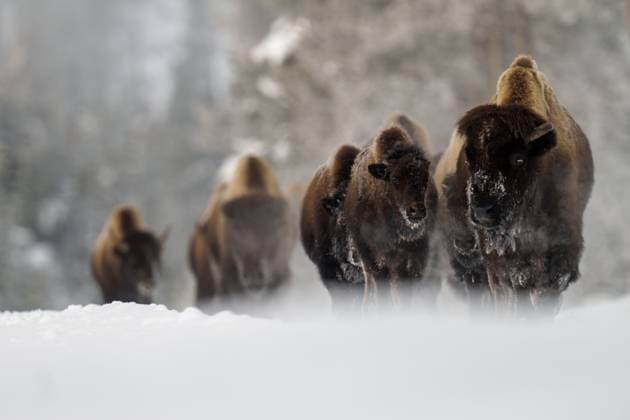 Creative Highlights World Bison (Bos bison) Herd Traversing Snowy Terrain in Winter Scene Yellowstone National Park, Wyoming, United States CR_SYVS250330-1692805-01
