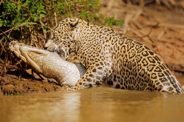 Creative Highlights World Jaguar and Caiman Encounter in the Pantanal Wetlands Porto Jofre, State of Mato Grosso, Brazil CR_SYVS250330-1693143-01