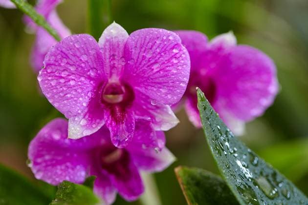 Close-up view of wet pink orchrid in garden Bangkok, Bangkok, Thailand R_GXKV250328E-1693934-01