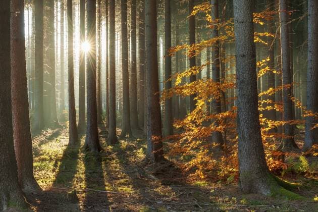 Fichtenwald im Herbst mit Nebel, Sonne strahlt durch die Baumstämme, Buche mit Herbstlaub, Harzvorland, Sachsen-Anhalt, Deutschland, Europa Spruce forest in autumn with fog, sun shining through the tree trunks, beech with autumn leaves, Harz foreland, Saxony-Anhalt, Germany, Europe Copyright: imageBROKER AndreasxVitting iblavg12975689.jpg