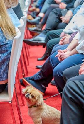 Deutscher Lehrkräftepreis - Vorbildliche Schulleitung EUR,Deutschland, Berlin, 31.03.2025: Kleiner Hund als Teilnehmer und Zuhörer. Unterricht Innovativ 2024 - Deutscher Lehrkräftepreis wird in der Wettbewerbskategorie Vorbildliche Schulleitung wird mit drei Preisen geehrt. Der 1. Preis geht an Andrea Franke von der Willy-Brandt Schule in Berlin-Wedding einer Integrierten Sekundarschule. Der 2. Preis geht an Carten Bangert, Philipp Wetzel und Markus Burster von der Maria-Gress-Schule in Ilffezheim einer Verbundschule aus Baden-Württemberg sowie der 3.Preis an Nicole Verdenhalven von der Rahel-Hirsch-Schule einem Oberstufenzentrum (Berufle Schule) aus Berlin-Marzahn Hellersdorf.