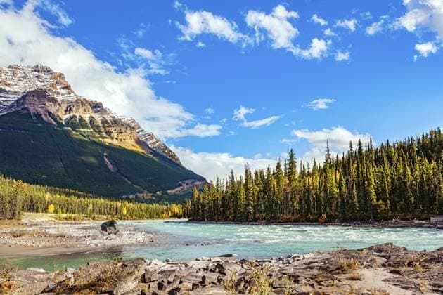 Schwarzer Bärenbaribal, der sich auf den Felsen ausruht. Der Athabasca River ist ein Gletscherfluss von türkisfarbener Farbe. Jasper National Park Black bear baribal resting on the rocks. The Athabasca River is of glacial origin and turquoise in color. Jasper National Park Copyright: imageBROKER kavram ibxiqx12857419.jpg