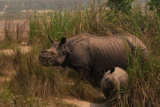 Creative Highlights World One-horned Rhino A one-horned rhino is spotted in Chitwan National Park, Chitwan, on March 31, 2025. This species, found only in Nepal and India, is critically endangered. Chitwan Bagmati Nepal  Copyright: xYunishxGurungx originalFilename: gurung-onehorne250330_npyZQ.jpg