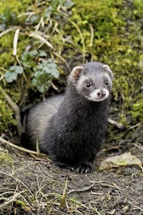 Creative Highlights World Europäischer Iltis (Mustela putorius), auch Frettchen genannt, schaut aus seiner Höhle hervor, captive, Schweiz, Europa European polecat (Mustela putorius), also known as ferret, looking out of its cave, captive, Switzerland, Europe Copyright: imageBROKER StefanxHuwiler ibxshu12910767.jpg