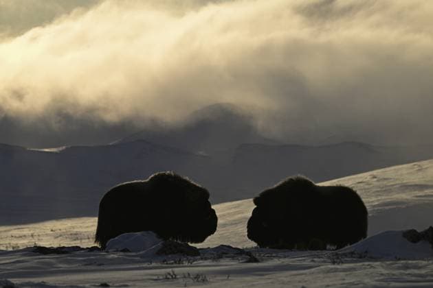 Creative Highlights World Zwei Moschusochsen (Ovibos moschatus) als Silhouetten im sanften Licht der Abendsonne im Schnee, Dovrefjell-Sunndalsfjella-Nationalpark, Norwegen, Europa Two musk oxen (Ovibos moschatus) silhouetted in the soft light of the evening sun in the snow, Dovrefjell-Sunndalsfjella National Park, Norway, Europe Copyright: imageBROKER ThomasxSbampato ibxtps12955704.jpg
