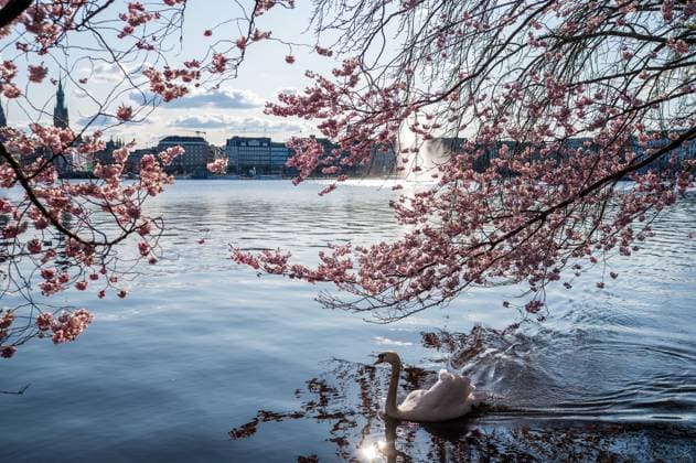 Bilder des Jahres 2025, News 04 April News Bilder des Tages Deutschland, Hamburg, 01.04.2025: Kirschblüten blühen an der Hamburger Binnenalster während ein Schwan am Ufer schwimmt. Kirschblüte an der Hamburger Binnenalster *** Germany, Hamburg, 01 04 2025 Cherry blossoms bloom on the Hamburg Binnenalster while a swan swims on the shore Cherry blossom on the Hamburg Binnenalster