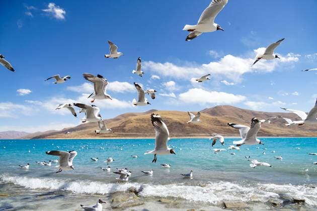 SHANNAN, CHINA - MARCH 31: Birds fly over the Yamdrok Lake on March 31, 2025 in Shannan, Xizang Autonomous Region of China. The lake has an altitude of 4,441 meters and covers an area of 638 square kilometers. It is revered as one of the three holy lakes in Xizang.  Copyright: xChinaxNewsxServicex 111558684820