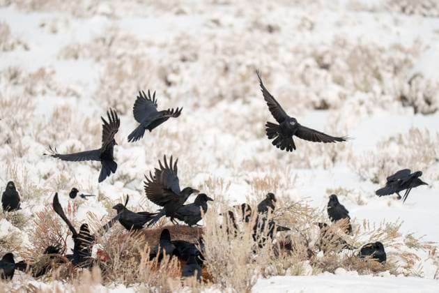 Creative Highlights World Flock of Ravens Foraging in Snowy Landscape During Winter Yellowstone National Park, Wyoming, United States R_SYVS250317-1678360-01