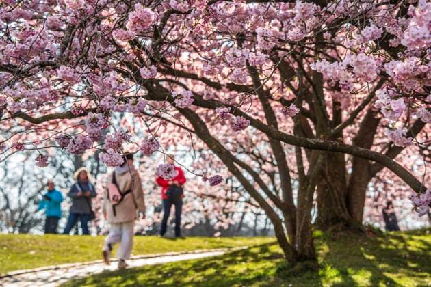 News Themen der Woche KW14 News Bilder des Tages Kirschblüte im Olympiapark, wunderbarer Frühlingstag, München, 2. April 2025 Deutschland, München, 2. April 2025, Kirschblüte im Olympiapark, Spaziergang unter blühenden Kirschbäumen, die Sonne zaubert Licht und Schatten, ein Hauch von Hanami, dem japanischen Kirschblütenfest, Temperaturen bei 12 Grad, schönes Wetter am Mittwoch, viele Besucher nutzen den wunderbaren Frühlingstag zu einem Abstecher in den Olympiapark, Frühling, Bayern *** Cherry blossom in the Olympic Park, wonderful spring day, Munich, April 2, 2025 Germany, Munich, April 2, 2025, cherry blossom in the Olympic Park, walk under blossoming cherry trees, the sun conjures up light and shade, a hint of Hanami, the Japanese cherry blossom festival, temperatures at 12