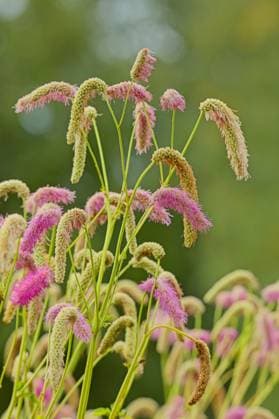 Sanguisorba hakusanensis. Closeup of Sanguisorba hakusanensis, the Korean mountain burnet, is a species of flowering plant in the family Rosaceae, native to Korea and Japan. Copyright: xZoonar.com RaimoxBergrothx 23100779