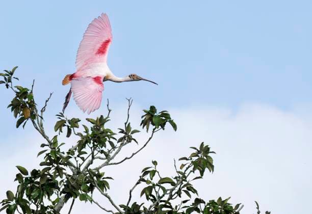 Creative Highlights World April 3, 2025, St. Augustine, Florida, USA: Roseate Spoonbill in flight over a bird rookery in St. Augustine, Florida, on April 3, 2025 St. Augustine USA - ZUMAt161 20250403_znp_t161_005 Copyright: xRonenxTivonyx