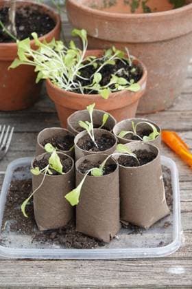 Lactuca sativa, Kopfsalat, Toilettenpapier Lactuca sativa, Kopfsalat, lettuce, Klopapierrollen, toilet rolls Copyright: xZoonar.com PeterxHimmelhuberx 23151204