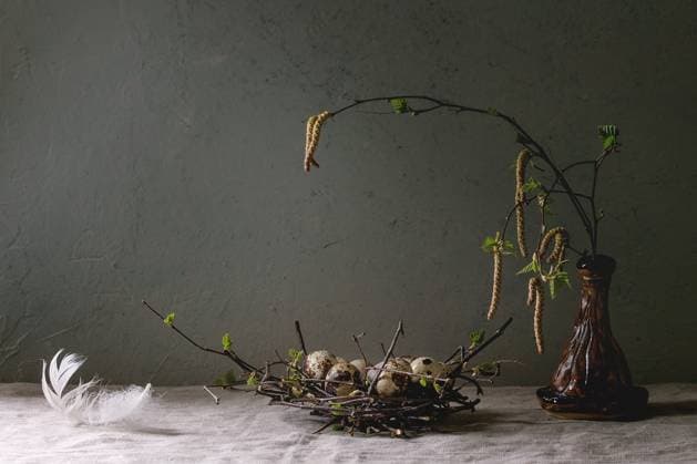 Wachtel Ostereier im Nest Quail Easter eggs in birds nest with white feather, young blooming birch branches in ceramic vase standing on grey linen table cloth with concrete wall at background. Easter holidays interior Copyright: xZoonar.com NatáliexLarinax 23157940