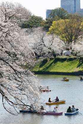 People enjoy the view of the cherry blossoms in full bloom from boats at Chidorigafuchi Park on April 4, 2025, in Tokyo, Japan. On March 30, the Japan Meteorological Agency announced that cherry blossoms had begun flowering, a day earlier than average and five days earlier than last year.  , aflo_286659234.jpg,