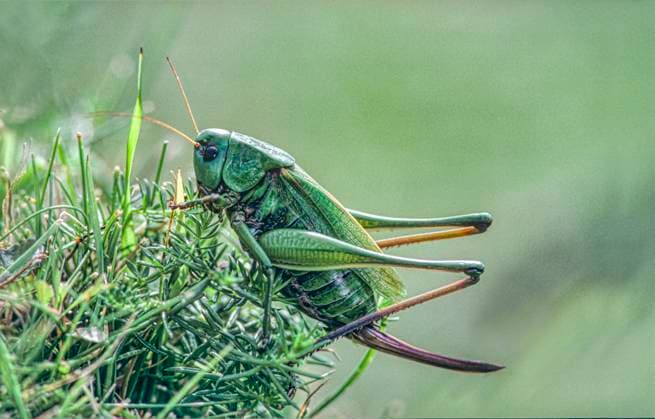 Wartbiter Bush Cricket ( Decticus verrucivorus ) Sussex Wartbiter Bush Cricket female (Decticus verrucivorus) Sussex, UK. One of the UK s rarest insects, found only in three locations. A large bush cricket of unimproved chalk grassland.,  Copyright: xRobinxBushx xAvalonx 0641409607