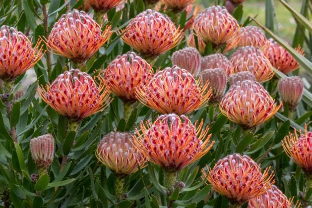 Protea Plant in flower, Royal Botanic Garden Sydney Australia Native of Southern Africa,  Copyright: xAvalonx 0731083475