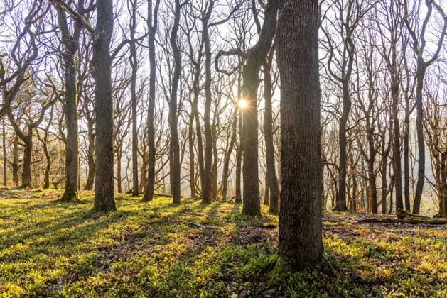 Abendsonne zwischen Eichen Die Abendsonne scheint durch Eichen im Wald am Lindenberg während Heidelbeerpflanzen am Boden zu sehen sind., Oberursel Hessen Deutschland *** Evening sun between oak trees The evening sun shines through oak trees in the forest at Lindenberg while blueberry plants can be seen on the ground , Oberursel Hessen Germany