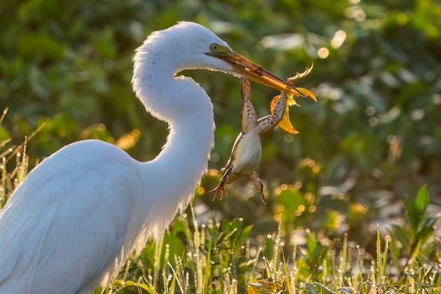 Creative Highlights World April 5, 2025, Christmas, Florida, USA: A great egret grips a frog by its leg, moments after the catch in the Orlando Wetlands in Christmas, Florida on April 5, 2025. Christmas USA - ZUMAt161 20250405_znp_t161_001 Copyright: xRonenxTivonyx