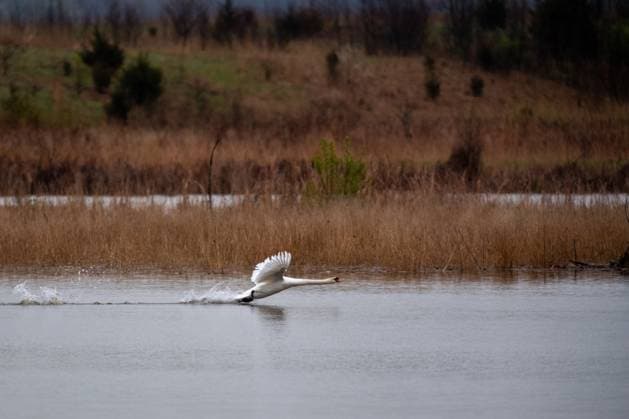 Creative Highlights World Wildlife At The Fernald Nature Preserve A mute swan takes flight at the Fernald Nature Preserve in Ross, Ohio, on April 5, 2025. Ross Ohio United States  Copyright: xJasonxWhitmanx originalFilename: whitman-wildlife250405_npDkR.jpg