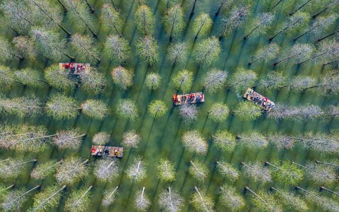 Bilder des Jahres 2025, News 04 April News Bilder des Tages Tourists Ride Bamboo Rafts Under A Metasequoia Forest in Suqian SUQIAN, CHINA - APRIL 6, 2025 - Tourists ride bamboo rafts under a metasequoia forest at the Hongze Lake wetland scenic spot in Suqian, China s Jiangsu province on April 6, 2025. Suqian Jiangsu China  Copyright: xCFOTOx i1743968002954