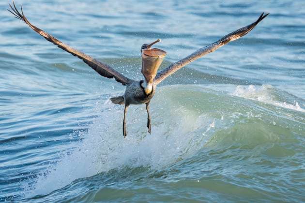 Creative Highlights World April 6, 2025, Vero Beach, Florida, USA: A pelican with a fish in its mouth is seen at Sebastian Inlet State Park in Vero Beach, Florida on on April 6, 2025. Vero Beach USA - ZUMAt161 20250406_znp_t161_004 Copyright: xRonenxTivonyx