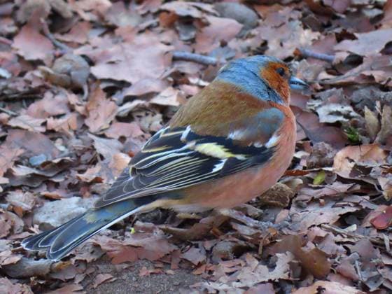 Creative Highlights World ...dieser Buchfink ist auf Freiersfueßen - sein Federkleid beweist es...der Singvogel sucht nach Futter.. Buchfink im Balzkleid *** this chaffinch is on the prowl its plumage proves it the songbird is looking for food chaffinch in mating plumage